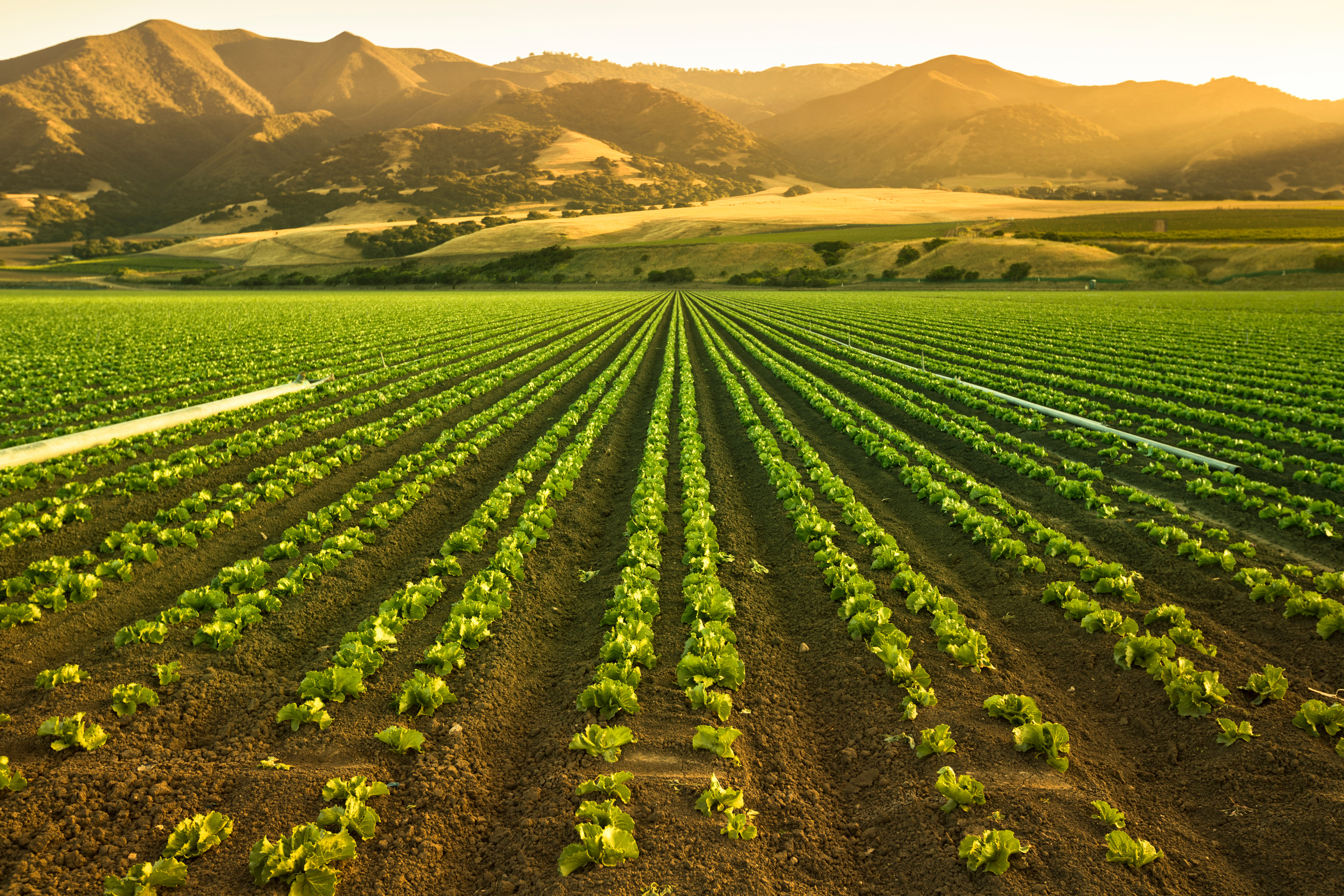 Crops grow on fertile farm land